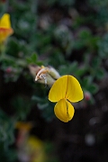David Plant Photography - Wildlife Photography - Birdsfoot trefoil - D