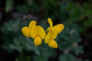 David Plant Photography - Wildlife Photography - Birdsfoot trefoil - E