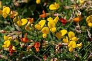 David Plant Photography - Wildlife Photography - Birdsfoot trefoil - F