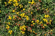 David Plant Photography - Wildlife Photography - Birdsfoot trefoil - G