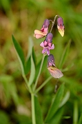 David Plant Photography - Wildlife Photography - Bitter vetch - A