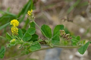 David Plant Photography - Wildlife Photography - Black medick - B