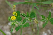 David Plant Photography - Wildlife Photography - Black medick - D