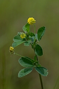 David Plant Photography - Wildlife Photography - Black medick - E
