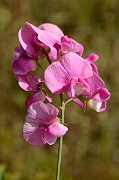 David Plant Photography - Wildlife Photography - Broad-leaved everlasting-pea - A