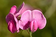 David Plant Photography - Wildlife Photography - Broad-leaved everlasting-pea - B