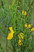 David Plant Photography - Wildlife Photography - Broom - B