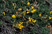David Plant Photography - Wildlife Photography - Broom, maritimus - D