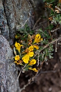 David Plant Photography - Wildlife Photography - Broom, maritimus - G