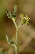 David Plant Photography - Wildlife Photography - Bur medick - B