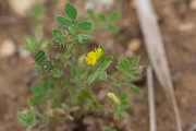 David Plant Photography - Wildlife Photography - Bur medick - F