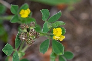 David Plant Photography - Wildlife Photography - Bur medick - H