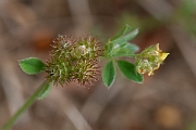 David Plant Photography - Wildlife Photography - Bur medick - I