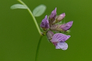 David Plant Photography - Wildlife Photography - Bush vetch - B