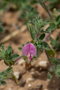 David Plant Photography - Wildlife Photography - Common restharrow - A
