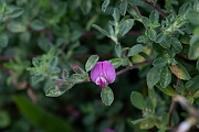David Plant Photography - Wildlife Photography - Common restharrow - B