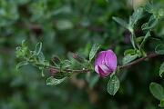 David Plant Photography - Wildlife Photography - Common restharrow - C