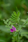 David Plant Photography - Wildlife Photography - Common vetch - F