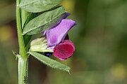 David Plant Photography - Wildlife Photography - Common vetch - I