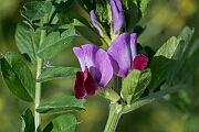 David Plant Photography - Wildlife Photography - Common vetch - J