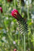 David Plant Photography - Wildlife Photography - Crimson clover - A