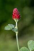 David Plant Photography - Wildlife Photography - Crimson clover - C