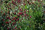 David Plant Photography - Wildlife Photography - Crimson clover - D