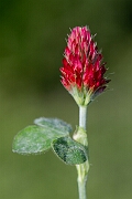 David Plant Photography - Wildlife Photography - Crimson clover - E