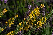 David Plant Photography - Wildlife Photography - Dwarf gorse - C