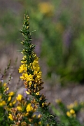 David Plant Photography - Wildlife Photography - Dwarf gorse - F