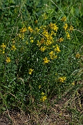 David Plant Photography - Wildlife Photography - Dyer's greenweed - C