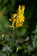 David Plant Photography - Wildlife Photography - Dyer's greenweed - D