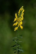 David Plant Photography - Wildlife Photography - Dyer's greenweed - E