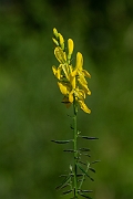 David Plant Photography - Wildlife Photography - Dyer's greenweed - F
