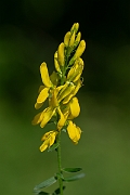 David Plant Photography - Wildlife Photography - Dyer's greenweed - G