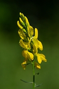 David Plant Photography - Wildlife Photography - Dyer's greenweed - H