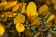 David Plant Photography - Wildlife Photography - European gorse - D
