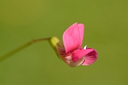 David Plant Photography - Wildlife Photography - Grass vetchling - B