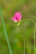 David Plant Photography - Wildlife Photography - Grass vetchling - D