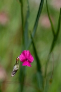 David Plant Photography - Wildlife Photography - Grass vetchling - E