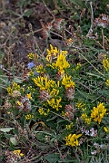 David Plant Photography - Wildlife Photography - Hairy greenweed - A