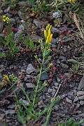 David Plant Photography - Wildlife Photography - Hairy greenweed - B