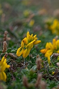 David Plant Photography - Wildlife Photography - Hairy greenweed - C