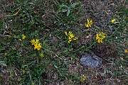 David Plant Photography - Wildlife Photography - Hairy greenweed - D