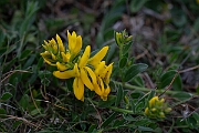 David Plant Photography - Wildlife Photography - Hairy greenweed - E