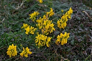 David Plant Photography - Wildlife Photography - Hairy greenweed - F