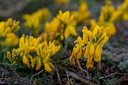 David Plant Photography - Wildlife Photography - Hairy greenweed - G