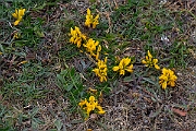 David Plant Photography - Wildlife Photography - Hairy greenweed - H