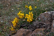 David Plant Photography - Wildlife Photography - Hairy greenweed - J