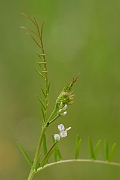 David Plant Photography - Wildlife Photography - Hairy tare - A